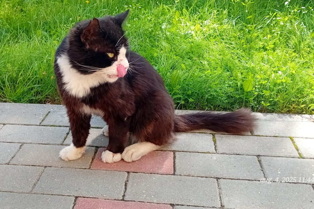 Aluksniesiem.lv raksta attēla aizvietotājs