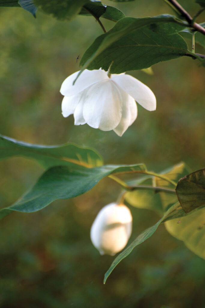 ‘COLOSSUS’ X ‘MARYLAND’– Zībolda magnolijas krustojums ar vienu no mūžzaļajām magnolijām, bez reģistrēta šķirnes nosaukuma. Zied maija beigāsjūnija sākumā ar baltiem ļoti smaržīgiem ziediem, taču diemžēl tāpat kā Zībolda magnolija mūsu klimatā pārāk agri sāk plaucēt lapas, kuras gandrīz katru gadu apsalst vēlajās salnās. Pārziemo gan lieliski.