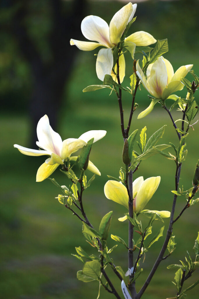 DZELTENĀS MAGNOLIJAS ‘Banana Split’ plaukstas lieluma zieds vēl neesot tas iespaidīgākais. Ir šķirnes arī ar divtik lieliem ziediem. Šķirne nosaukumu ieguvusi, jo zieda krāsa līdzīga banāna ēdamajai daļai.