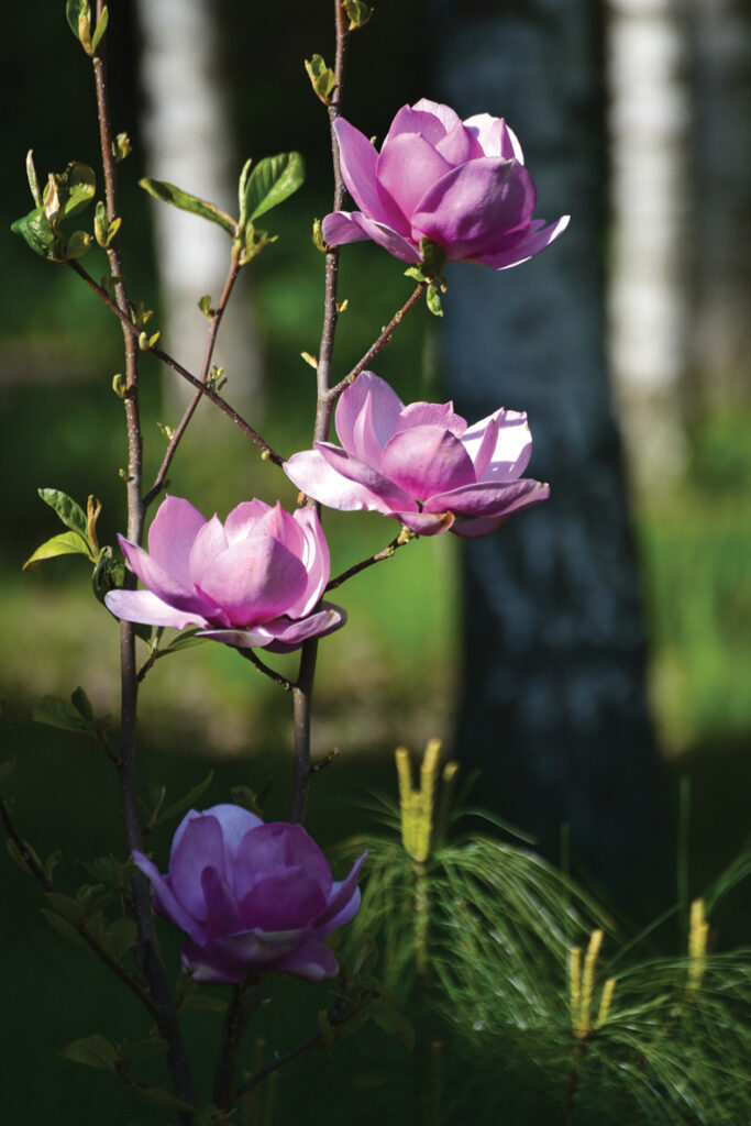 JAUNZēNLANDES šķirne ‘Cleopatra’. Šogad zied mazāk, bet pērn bijusi bagātīgāka ziedēšana. Pierādījusi sevi kā gana izturīgu, vieglās salnās ziedi paliek neskarti.