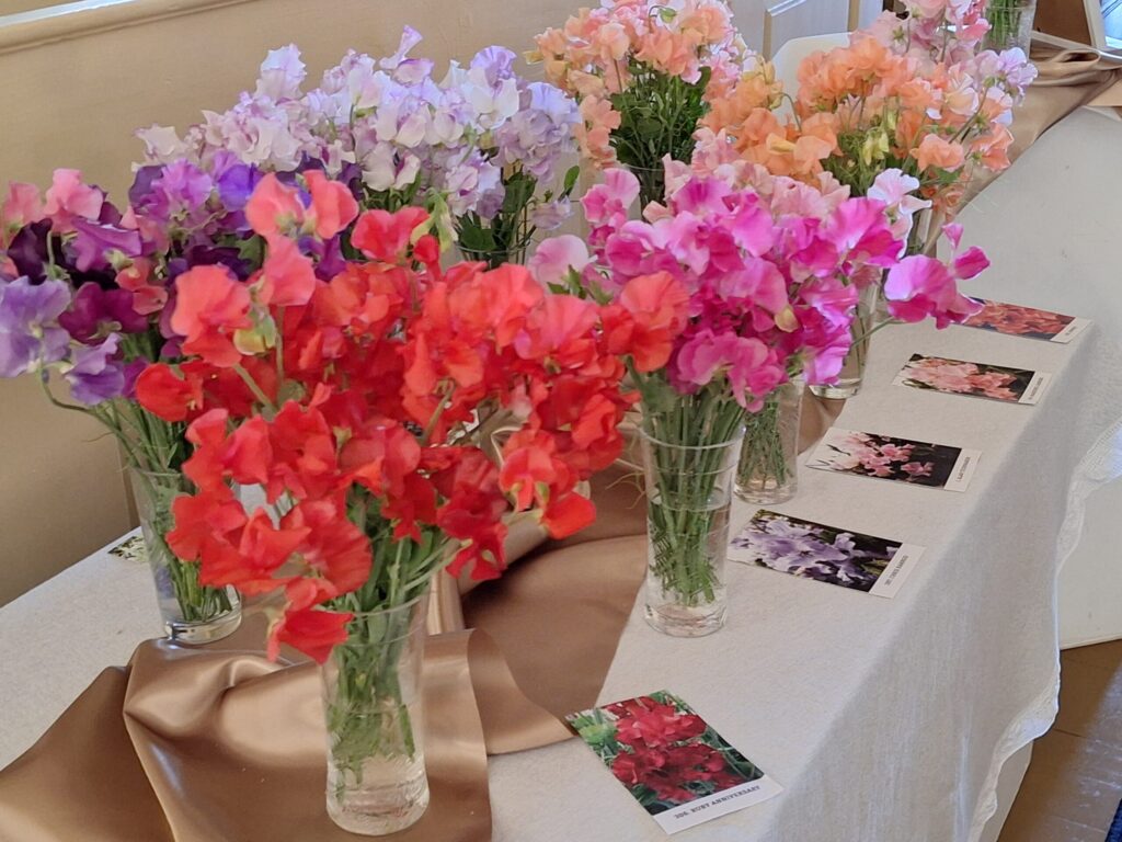 Smiltenes evaņģēliski luteriskajā baznīcā aplūkojama izstāde “Kad vasara sauc”. Ar grieztajiem ziediem no sava dārza dalījusies puķuzirnīšu audzētāja Linda Reķe no Raunas.