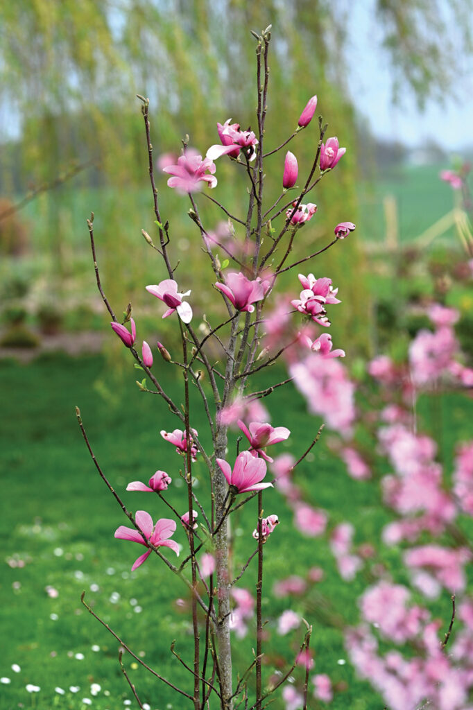 ‘GALAXY’ zied bagātīgi ar lieliem, koši rozā ziediem. Turklāt ziedēšana ir pakāpeniska, paildzinot kopējo ziedēšanas laiku.