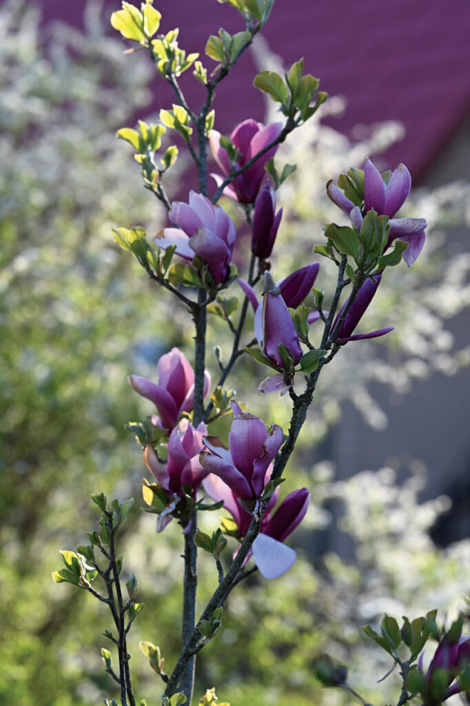 ‘MARCH TILL FROST’ tulpjveida ziedi no ārpuses ir purpursarkani, iekšpusē sārti balti. Tā bagātīgi zied šobrīd, un pēc tam vēlreiz vasarā. Tā gan dara daudzas magnolijas, varbūt tikai nedaudz pieticīgāk un slēpjot ziedus aiz kuplajām lapām. Parasti tās ir jūlija beigas, augusts, kad dārzā ir ziedēšanas kulminācija, līdz ar to šī otrreizējā ziedēšana bieži vien paliek bez ievērības.