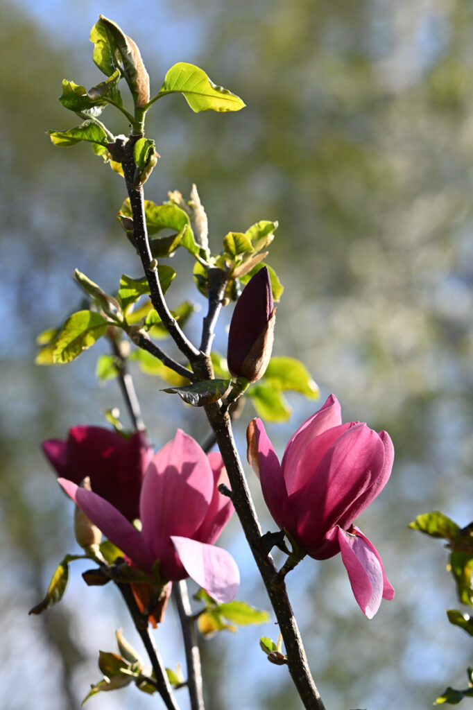 ‘OLAV KALLEBERG’.