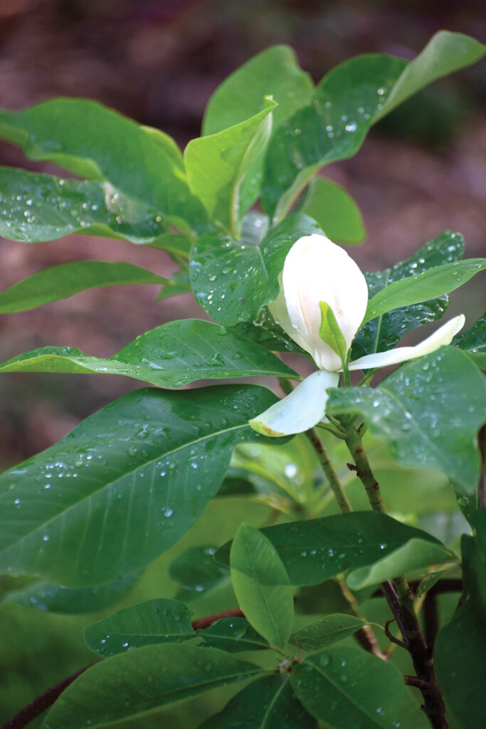 ‘OLMENHOF’ – viena no vasarā ziedošajām magnolijām ar reibinošu smaržu – virdžīnijas un lietussarga magnolijas krustojums.