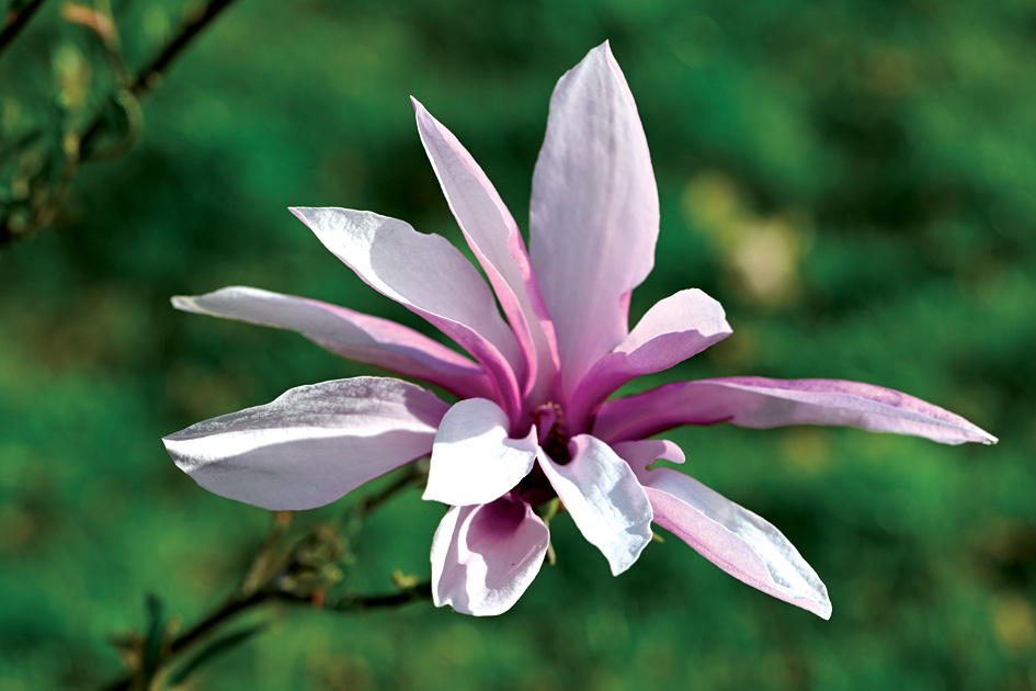 ZIEDLAPAS šķirnei ‘Orchid’ ir izteikti garenas, piesātināts fuksiju rozā pāriet blāvi rozīgā, pat baltā tonī. Šī ir viena no nedaudzajām maza izmēra magnolijām, līdz ar to ļoti piemērota dārziem ar ierobežotu platību.