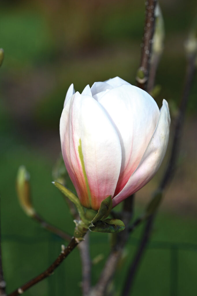 ‘PASTEL SUNSET’ skaistie, pastelīgie ziedi ir ar stingrām, gaļīgām ziedlapām un negaidīti liela izmēra. Koks gan arī solās būt branga auguma.