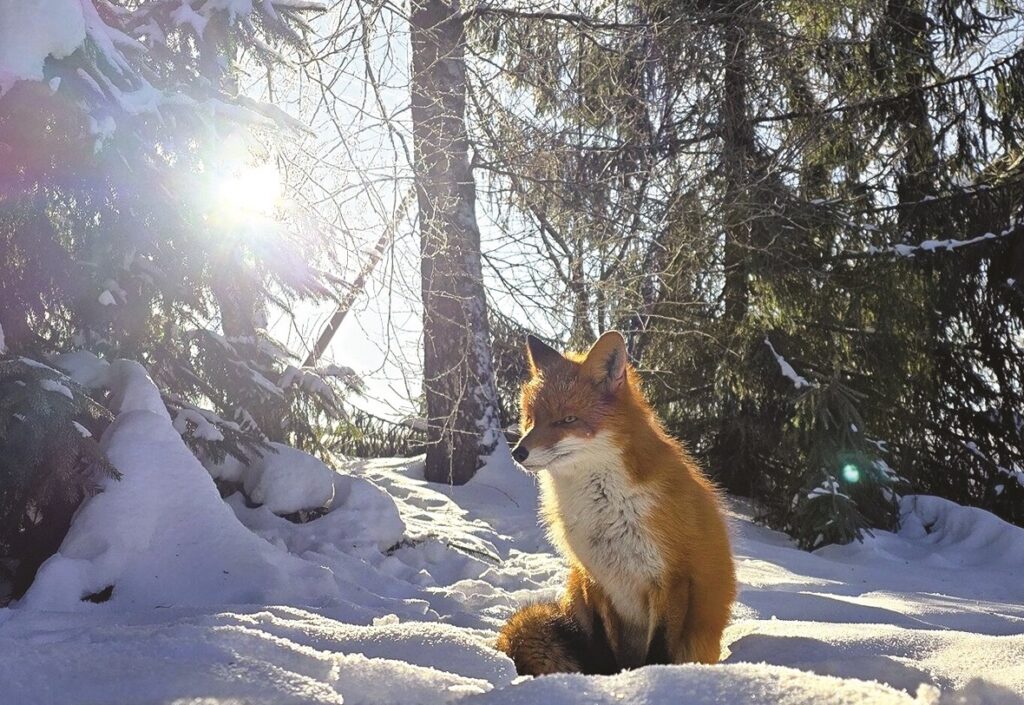 Aluksniesiem.lv raksta attēla aizvietotājs
